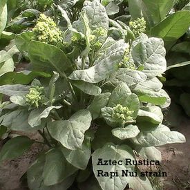 Aztec Rustica, Tobacco Seed
